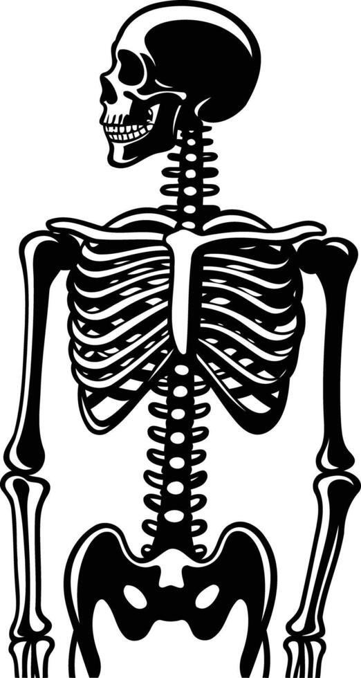 A simple, black and white illustration of a human skeleton vector