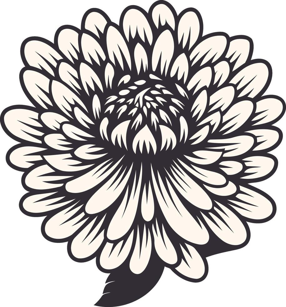Vintage Illustration of a Single Chrysanthemum Flower vector