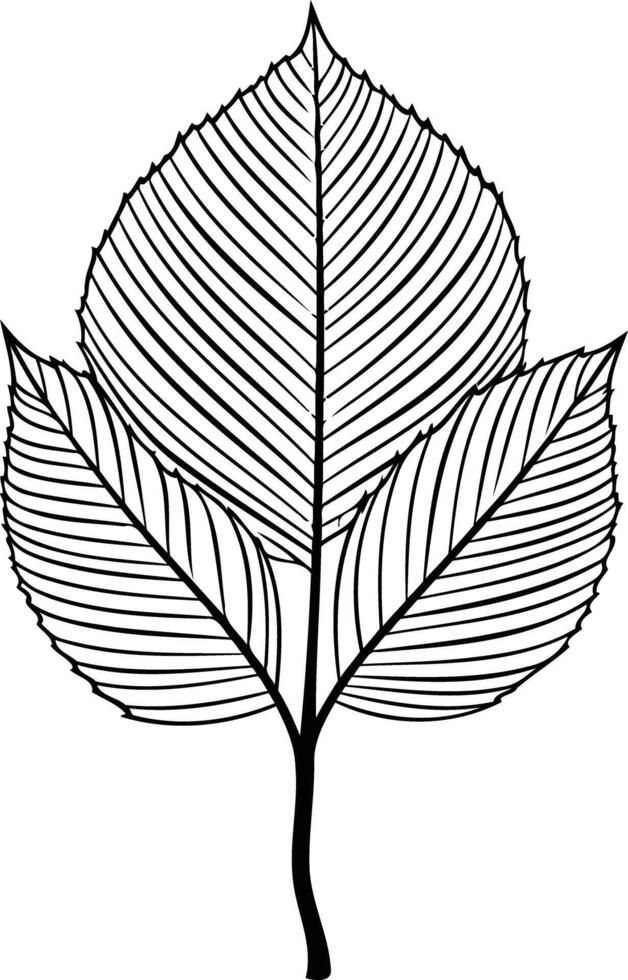 Simple black and white illustration of a single leaf with intricate detail vector
