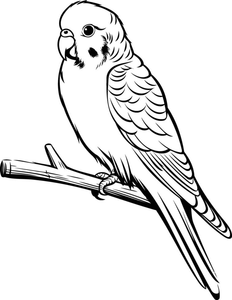 Line art illustration of a budgie perched on a branch, perfect for coloring books, educational materials, or pet related designs vector