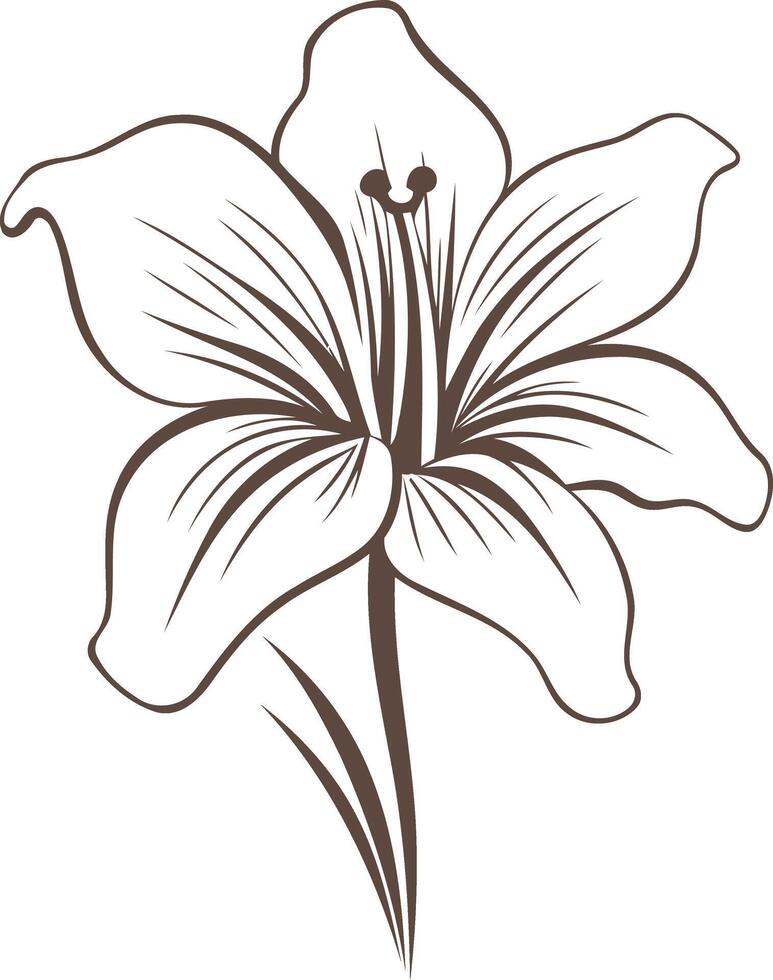 Outline Drawing of a Lily Flower vector
