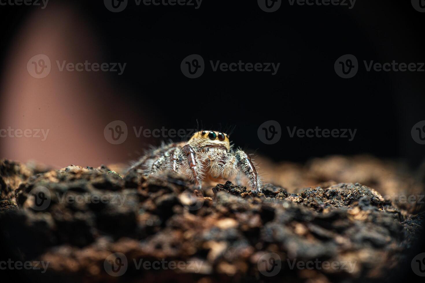 macro shot of a jumping spider, Hyllus diardi male photo