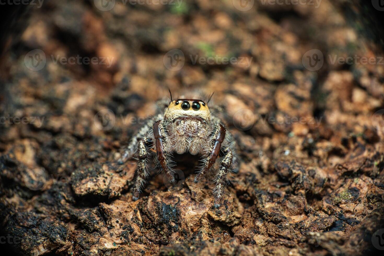 macro shot of a jumping spider, Hyllus diardi male photo