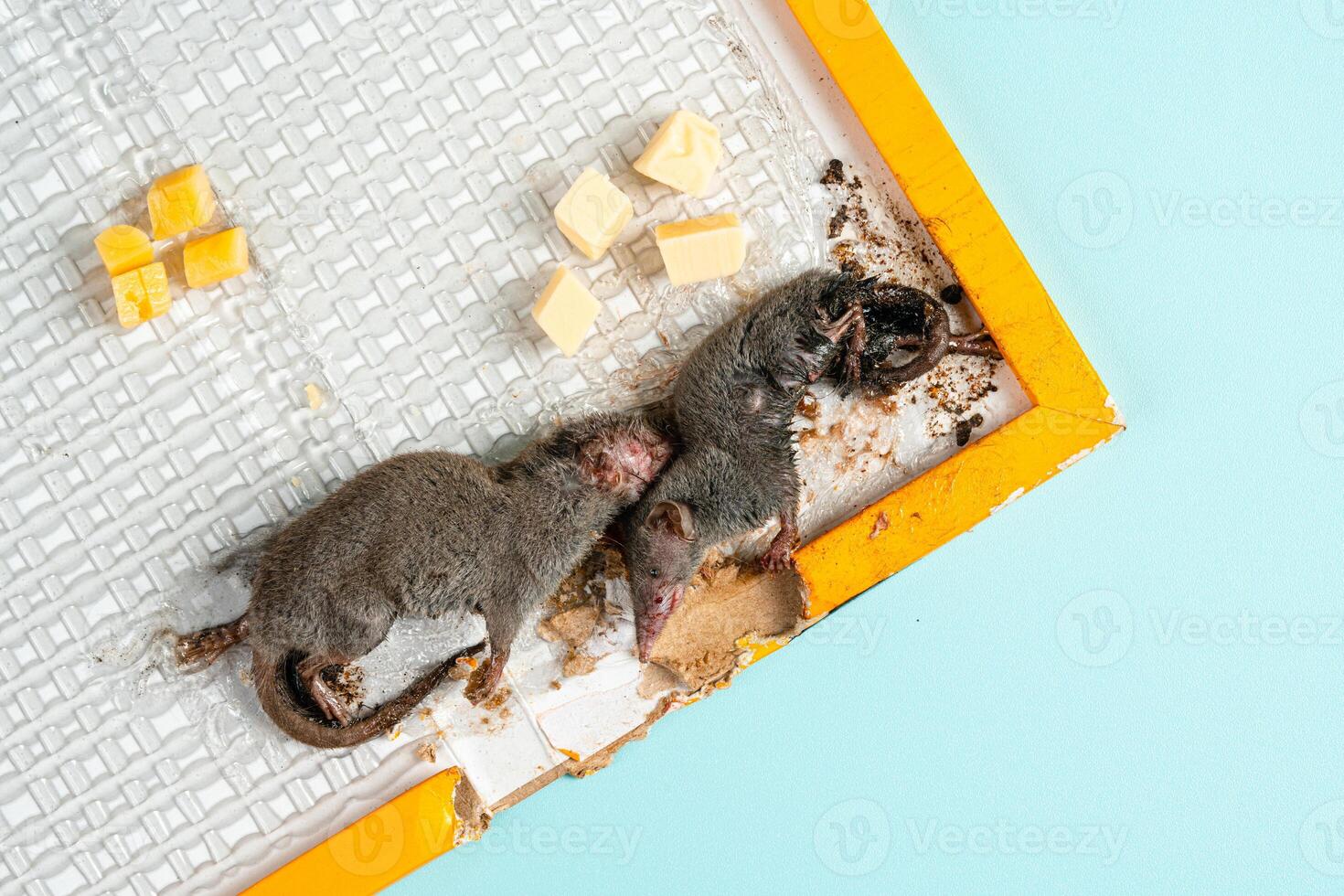 rat found dead stuck to a rodent glue trap photo