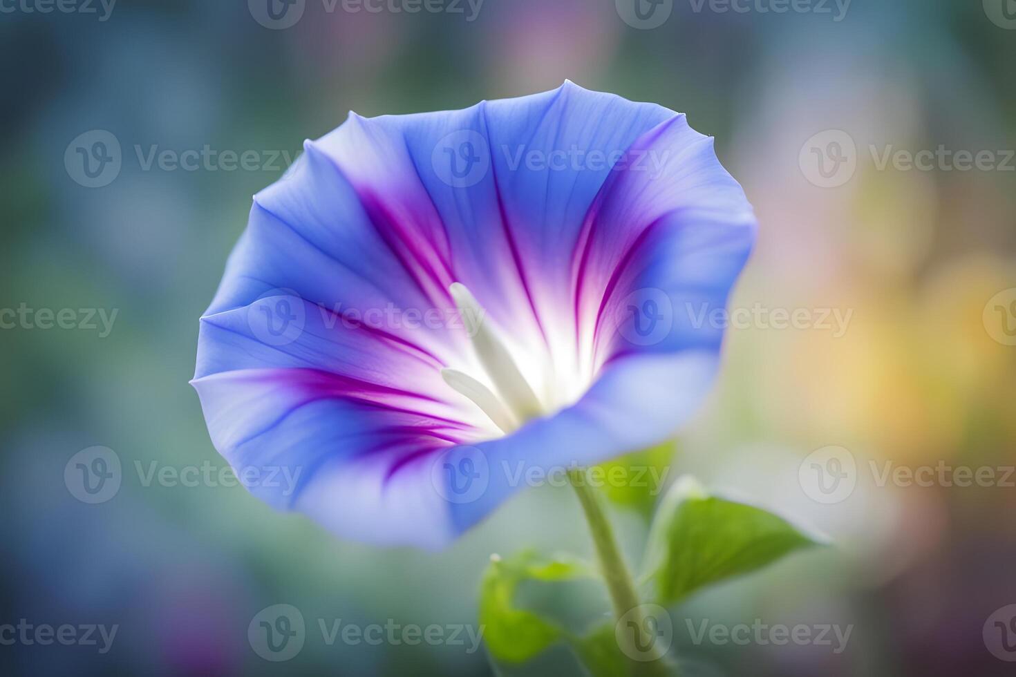 Morning glory flower bokeh background photo
