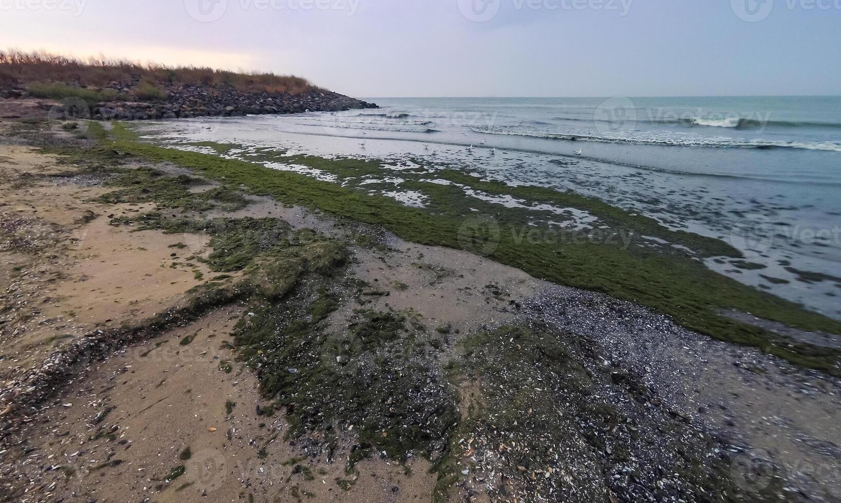 Accumulation of rotting green algae Cladophora sp. in storm emissions on the seashore photo