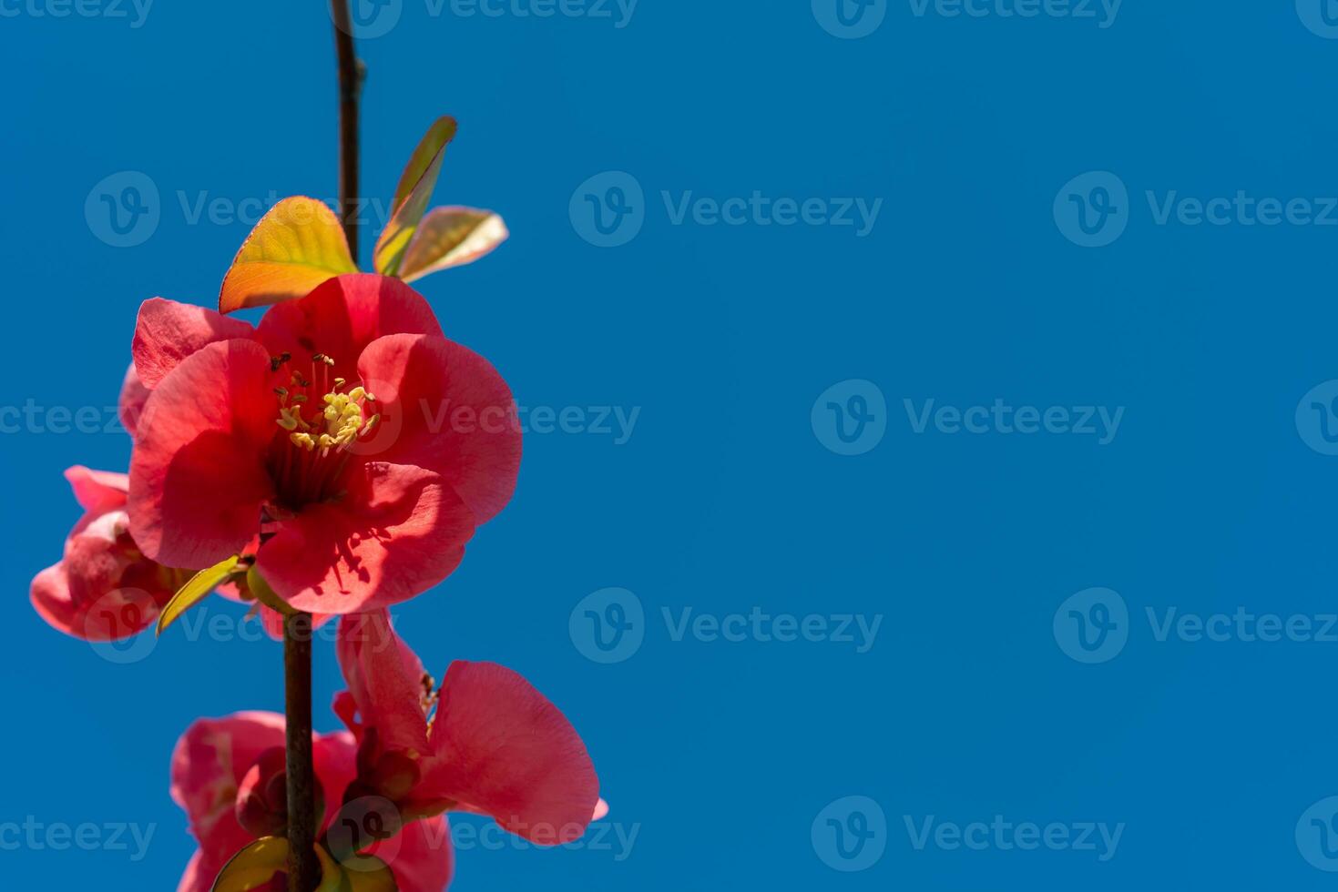 Red Chaenomeles flowers in the garden against the blue sky, Ukraine photo