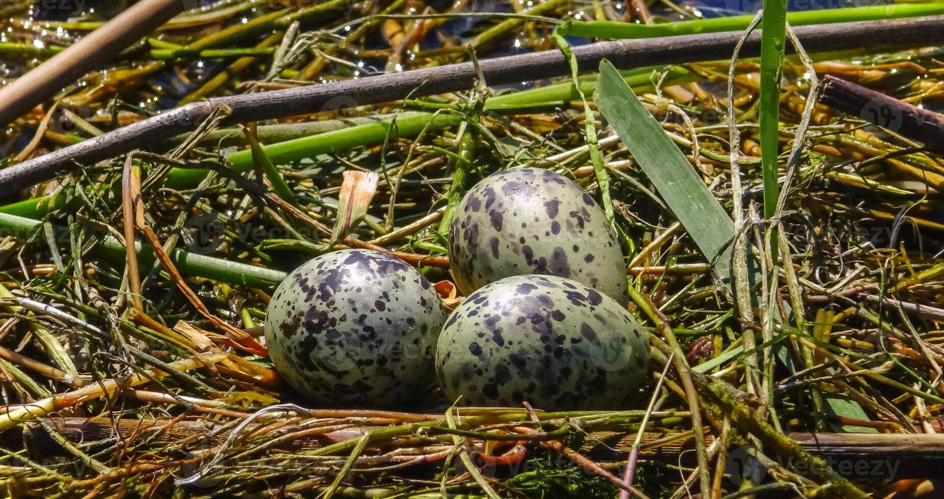 Chlidonias hybrida, nest on floating algae with eggs in Kugurluy lake photo