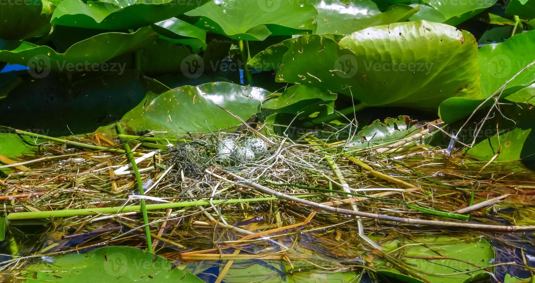 Chlidonias hybrida, nest on floating algae with eggs in Kugurluy lake photo