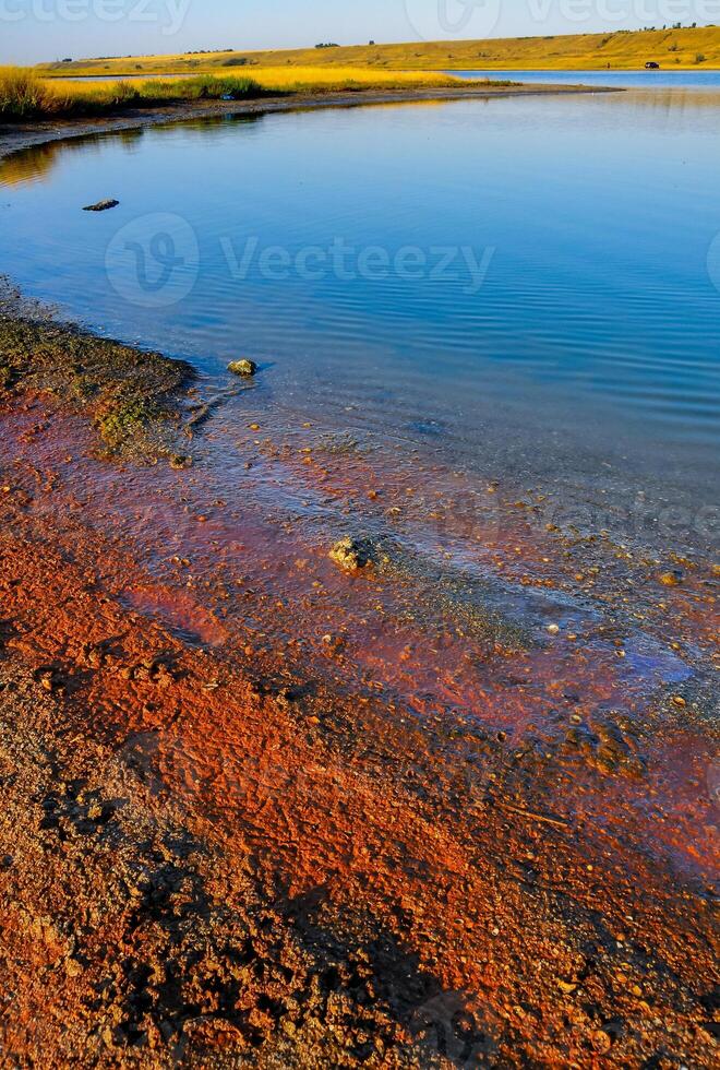 Artemia salina crustaceans and pink unicellular algae washed up by waves on the shore photo