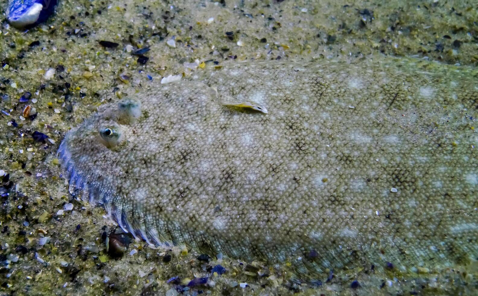 Sand sole Pegusa lascaris lies on the sandy ground, close-up, side view. Fish of the Black Sea photo