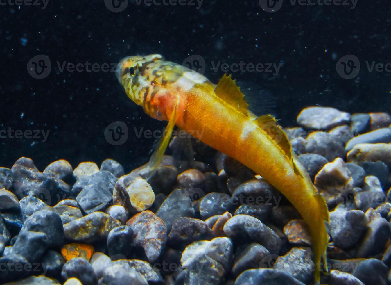 Chestnut goby Chromogobius quadrivittatus -Actinopterygii, Perciformes, Gobiidae- is a species of goby found in the Black Sea photo