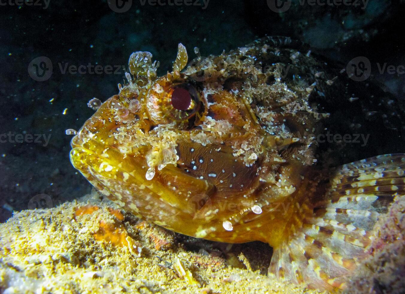 European black scorpionfish Scorpaena porcus, fish resting at night at the bottom in an underwater cave, Black Sea, Crimea photo