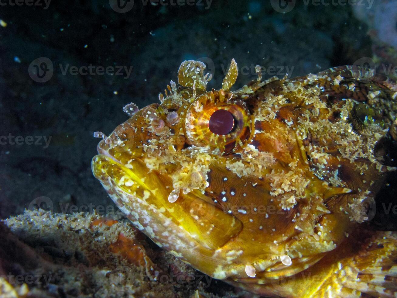 European black scorpionfish Scorpaena porcus, fish resting at night at the bottom in an underwater cave, Black Sea, Crimea photo