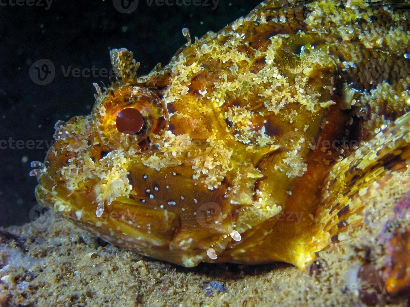 European black scorpionfish Scorpaena porcus, fish resting at night at the bottom in an underwater cave, Black Sea, Crimea photo