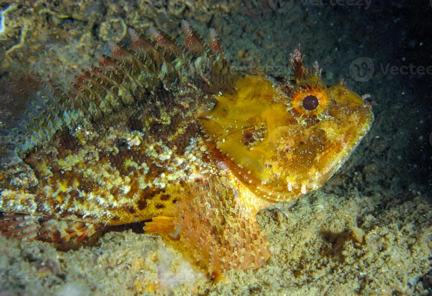 European black scorpionfish Scorpaena porcus, fish resting at night at the bottom in an underwater cave, Black Sea, Crimea photo