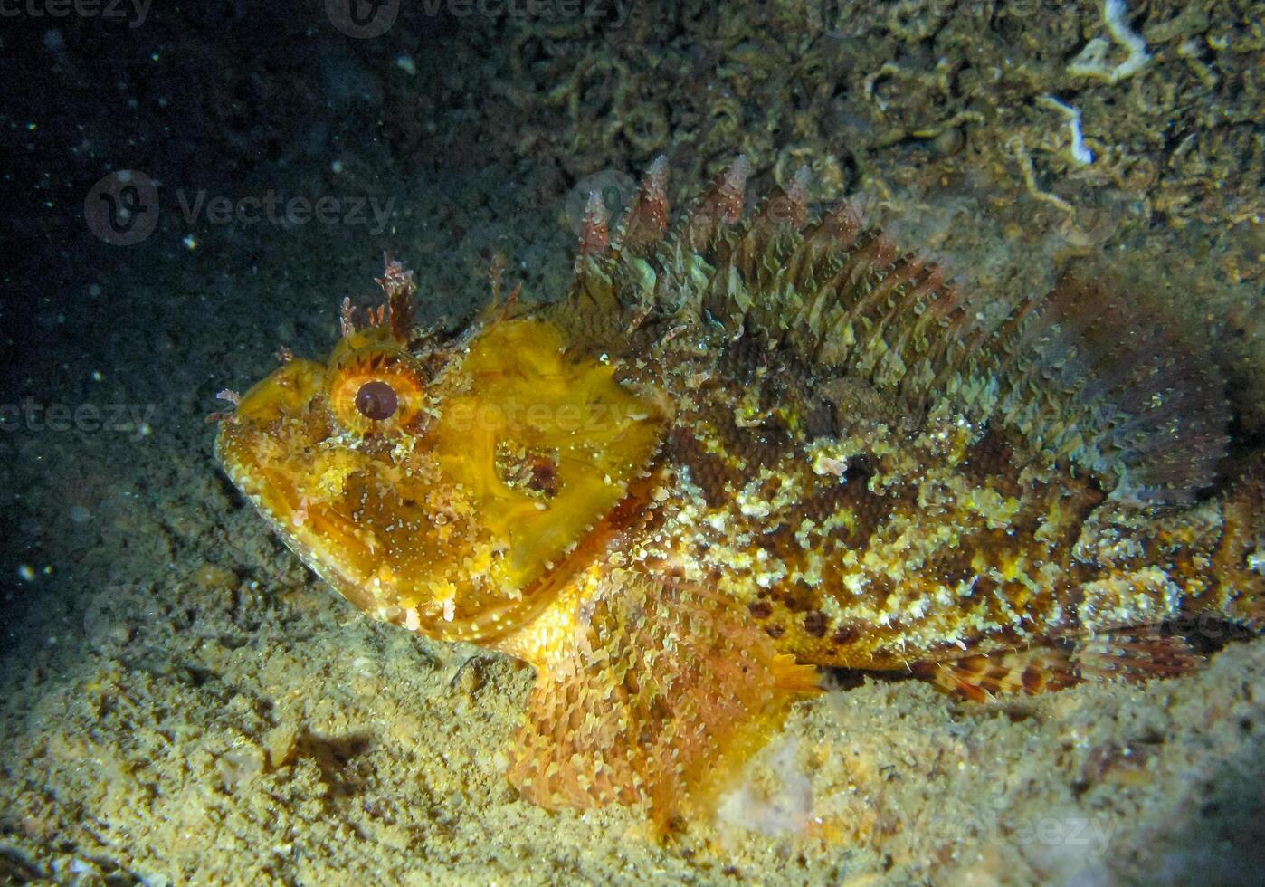 European black scorpionfish Scorpaena porcus, fish resting at night at the bottom in an underwater cave, Black Sea, Crimea photo