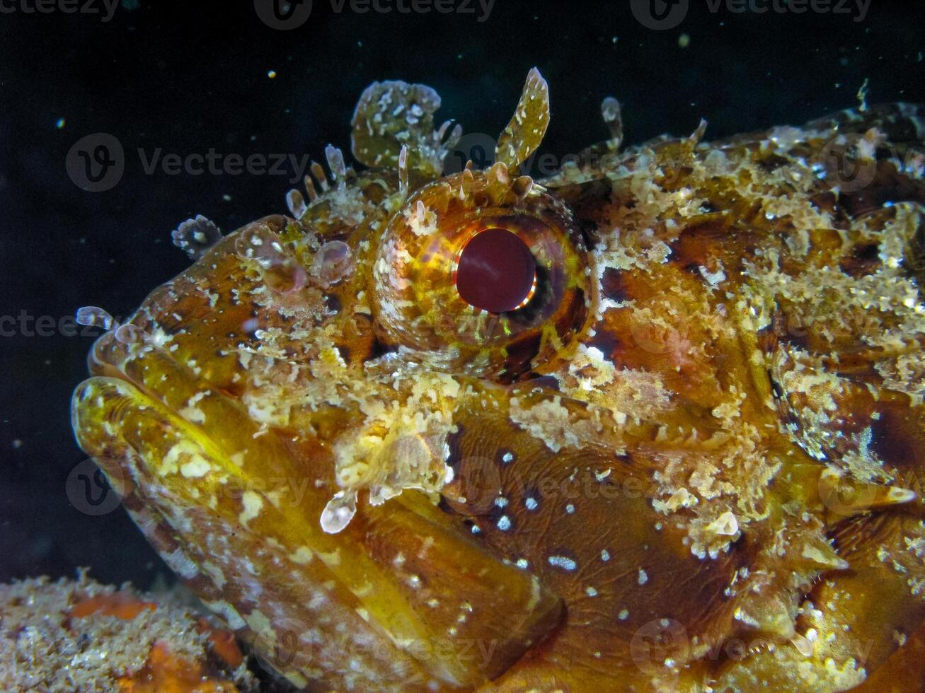 European black scorpionfish Scorpaena porcus, fish resting at night at the bottom in an underwater cave, Black Sea, Crimea photo