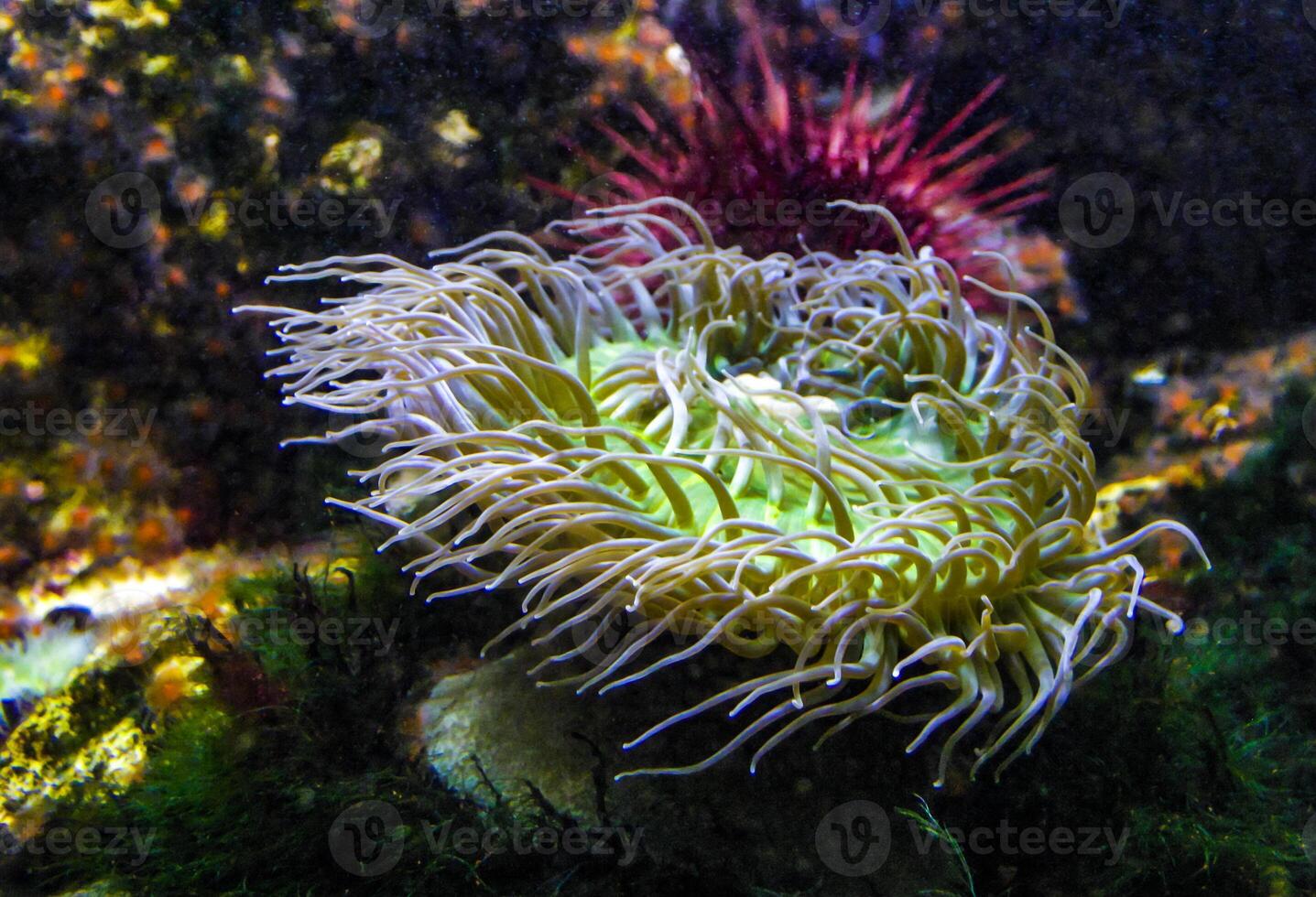 Green sea anemone with straightened tentacles, Sea predatory animal photo