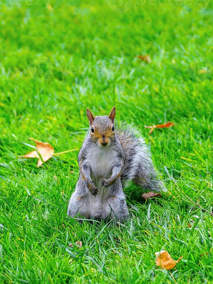 Gray Squirrel Sciurus carolinensis On green grass in the park, Manhattan photo