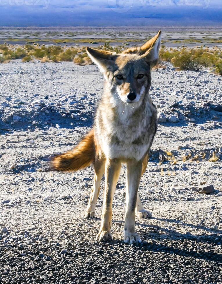 An American Coyote -Canis Latrans near the road in Death Valley photo