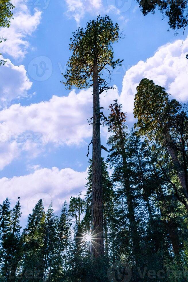 Giant pine tree against the sky in a forest of giant sequoias in Sequoia National Park, California photo