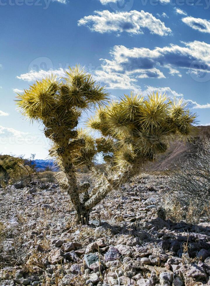 Cholla cactus garden - Cylindropuntia bigelovii, cactus with yellow spines in the rock desert photo