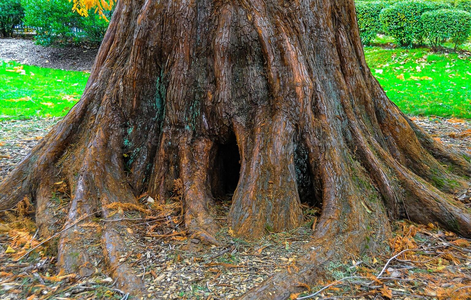 The trunk of an old large tree with hollows, covered with lichens and moss in a park photo