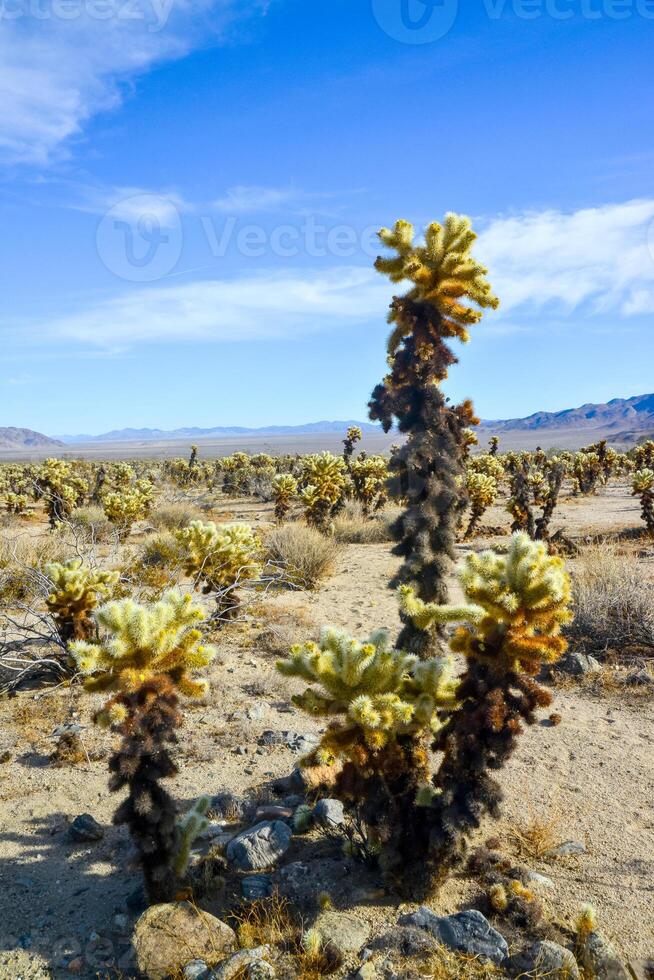 Teddy bear cholla Cylindropuntia bigelovii. Cholla Cactus Garden at Joshua Tree National Park. California photo
