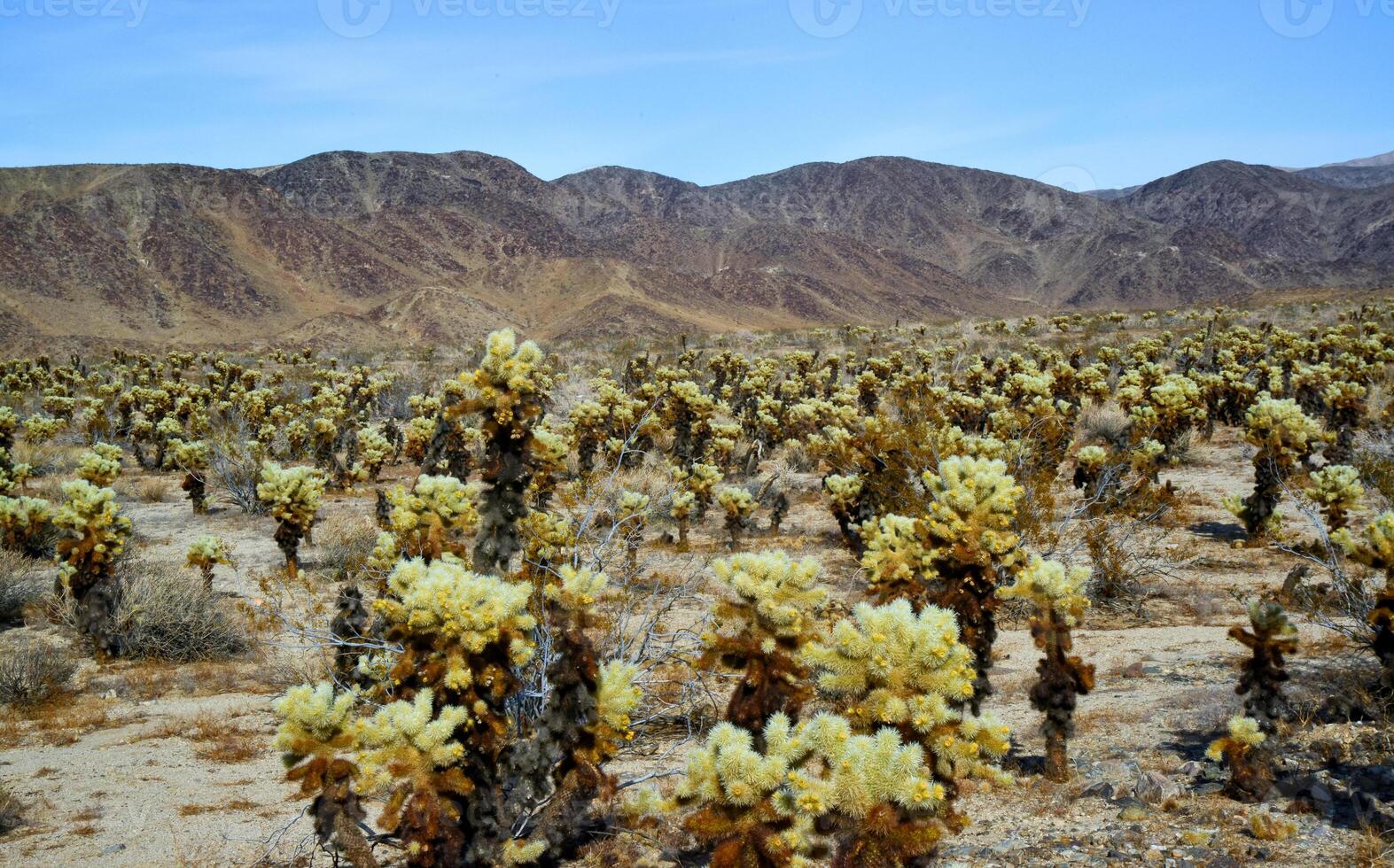 Teddy bear cholla Cylindropuntia bigelovii. Cholla Cactus Garden at Joshua Tree National Park. California photo
