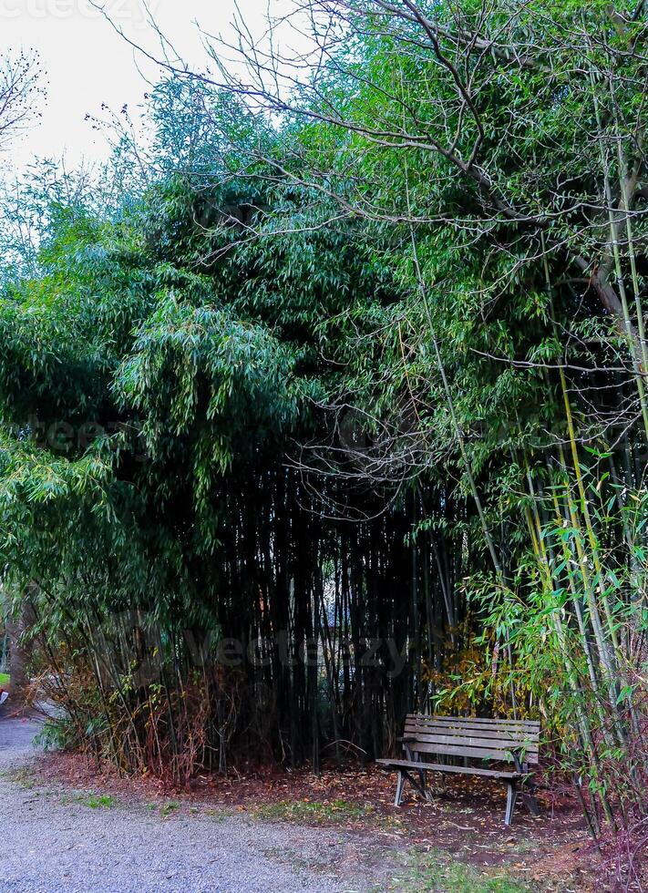 A wooden bench in the shade of a bamboo grove in a garden in New Jersey photo