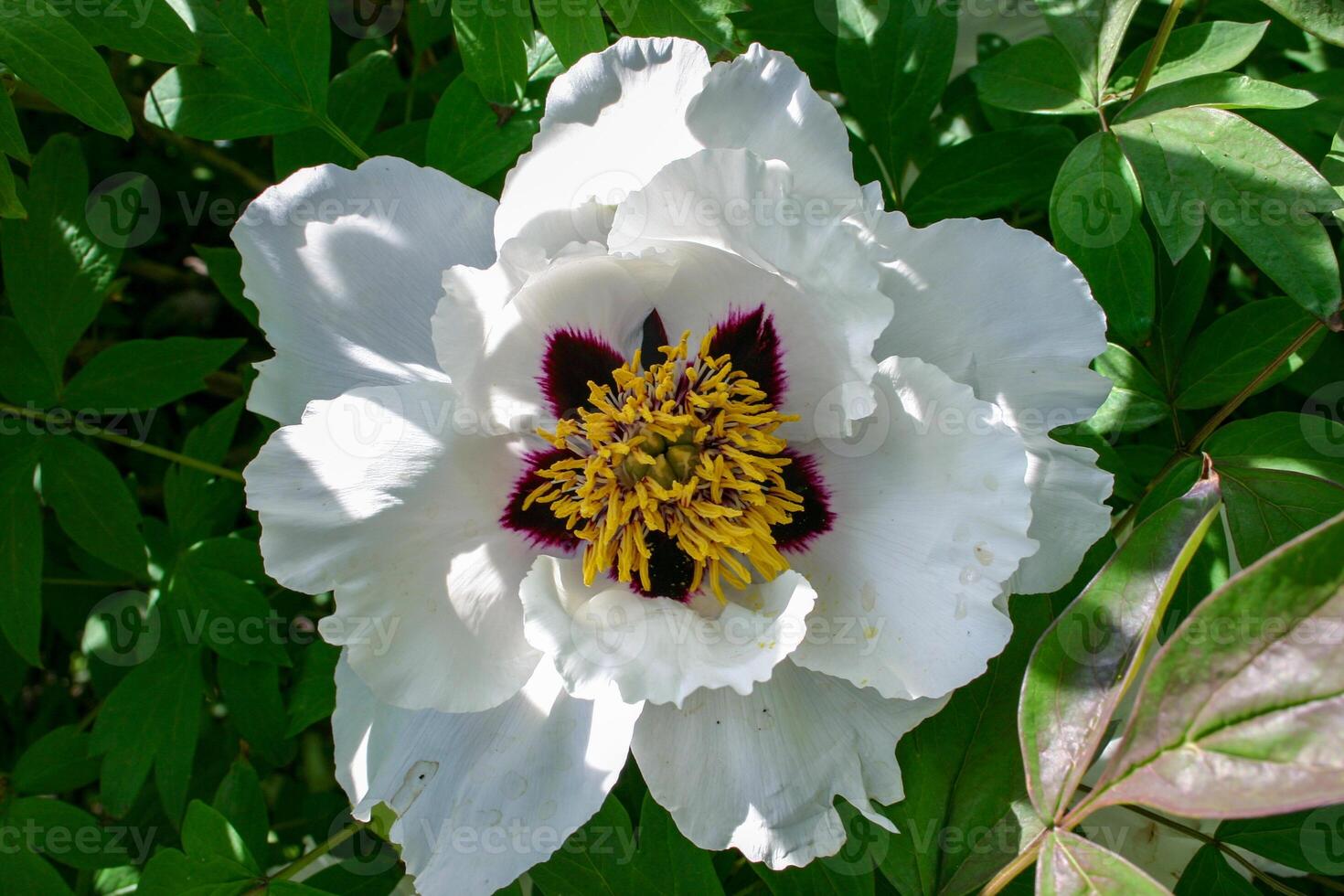 Close-up, flowers of a tree peony with yellow stamens photo