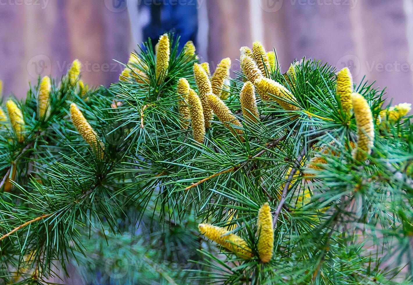 Young cones on a pine branch in spring in a park in New York. photo