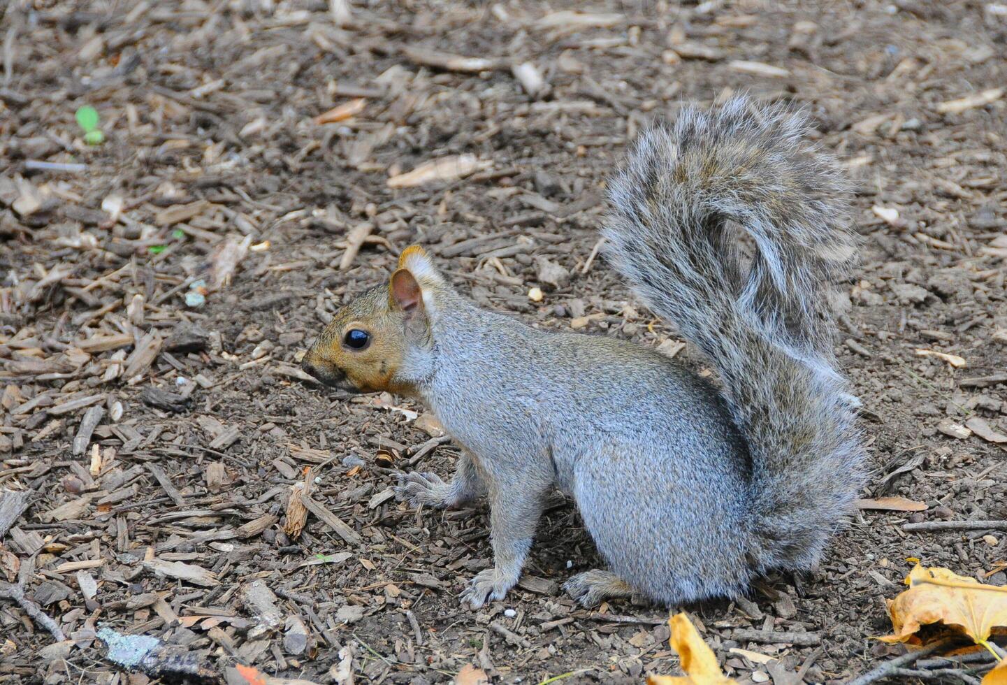 Eastern Gray Squirrel Sciurus carolinensis photo