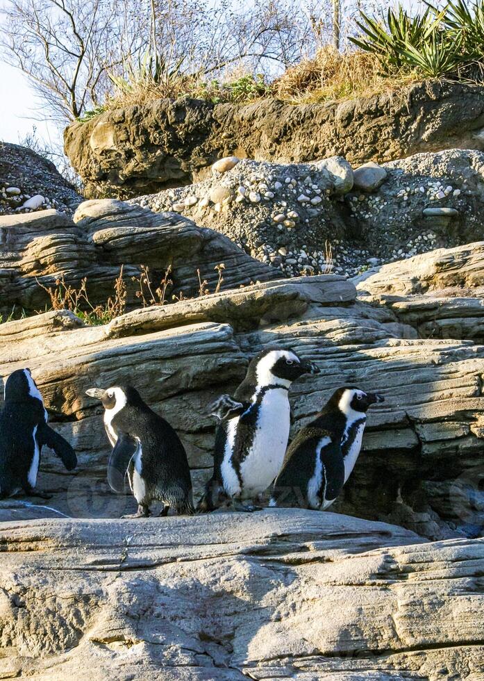 The African penguin Spheniscus demersus, a group of birds on the rock at the oceanarium photo