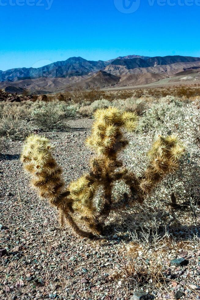 Teddy bear cholla Cylindropuntia bigelovii, cactus with tenacious yellow spines, numerous in the Sonoran Desert, California photo