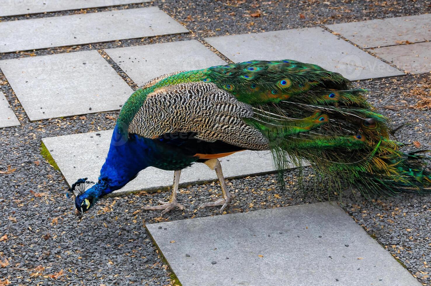 A tame blue Indian peacock walks in a park, New Jersey photo