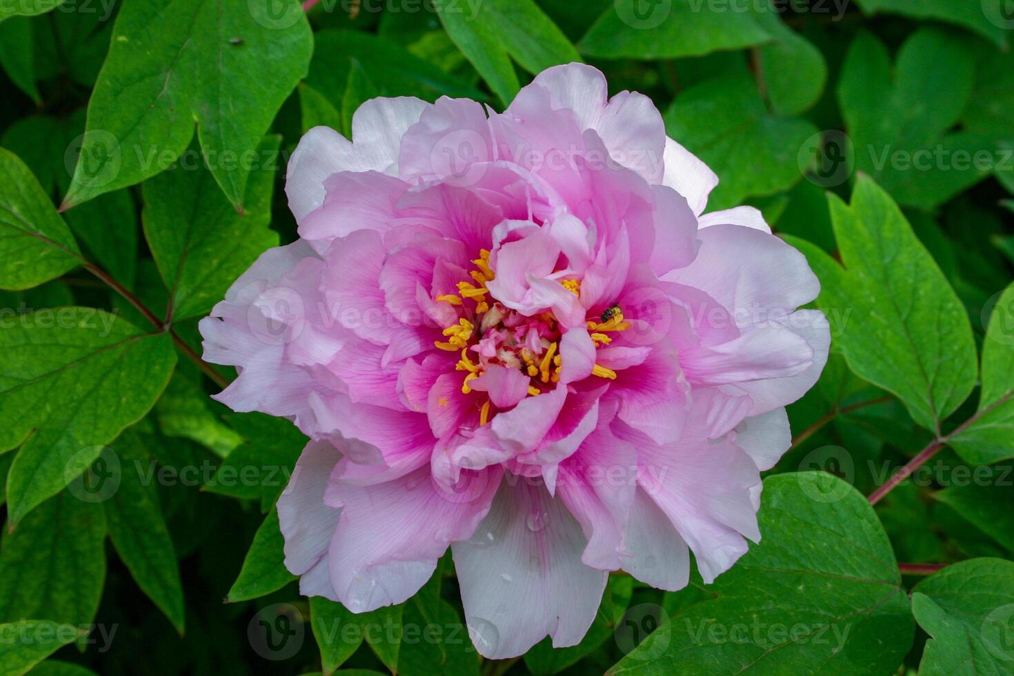 Close-up, flowers of a tree peony with yellow stamens photo