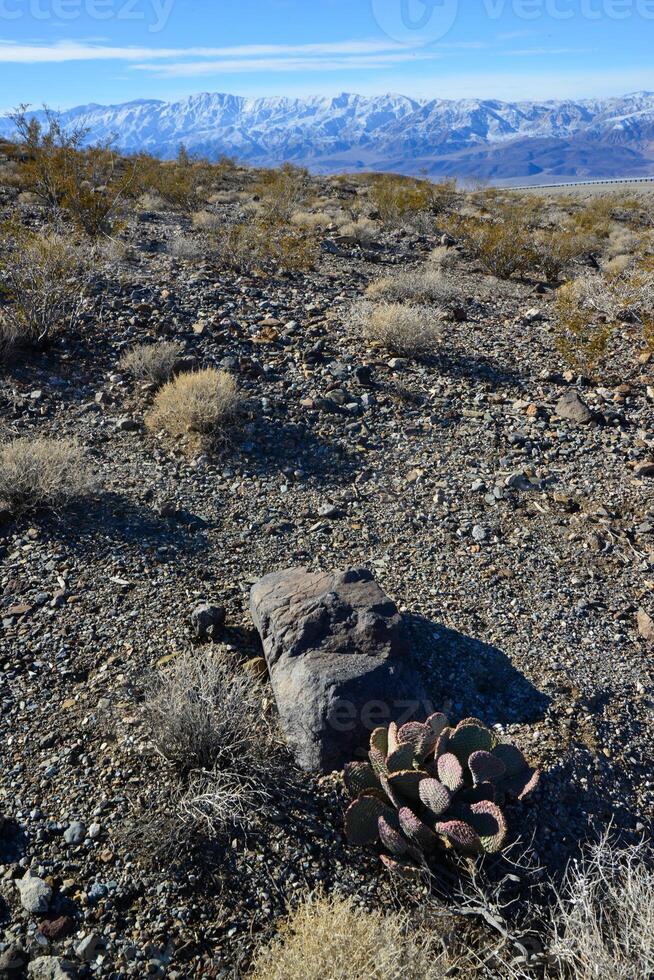 Cacti in the stone desert in the foothills, Golden prickly pear Opuntia aurea, O. basilaris var. aurea photo