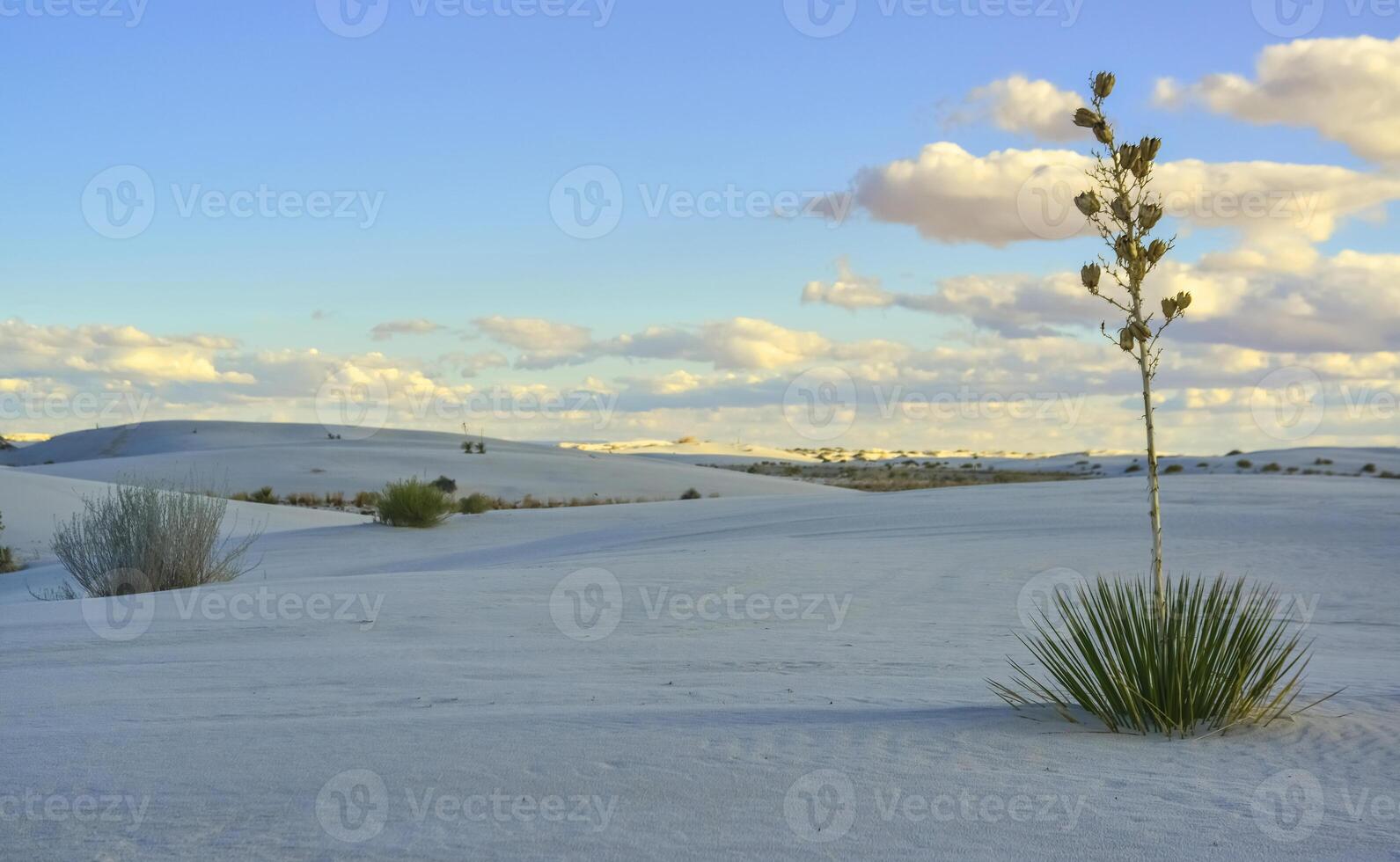 Drought-resistant desert plants and Yucca plants growing in White Sands National Monument, New Mexico, USA photo