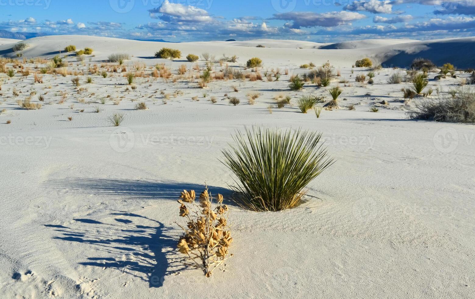 Yucca plants growing in White Sands National Monument, New Mexico, USA photo