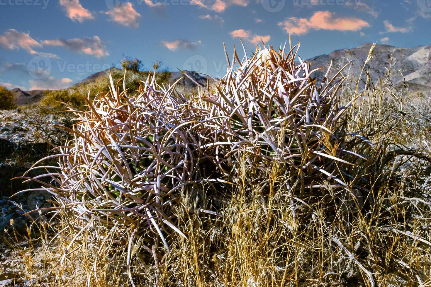 Echinocactus polycephalus, Desert landscape with cacti in the California photo