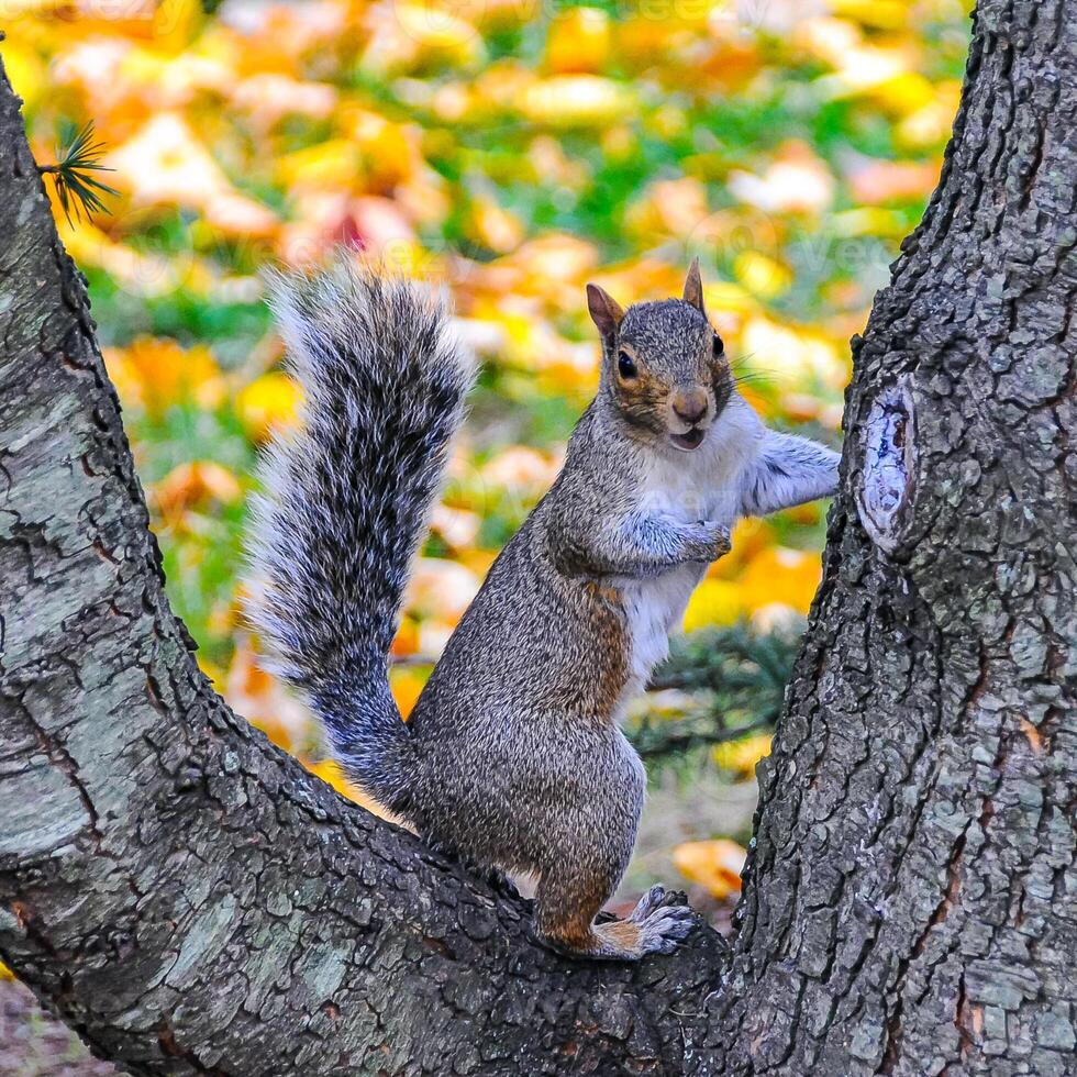 Gray Squirrel Sciurus carolinensis On a tree in the park, Manhattan photo