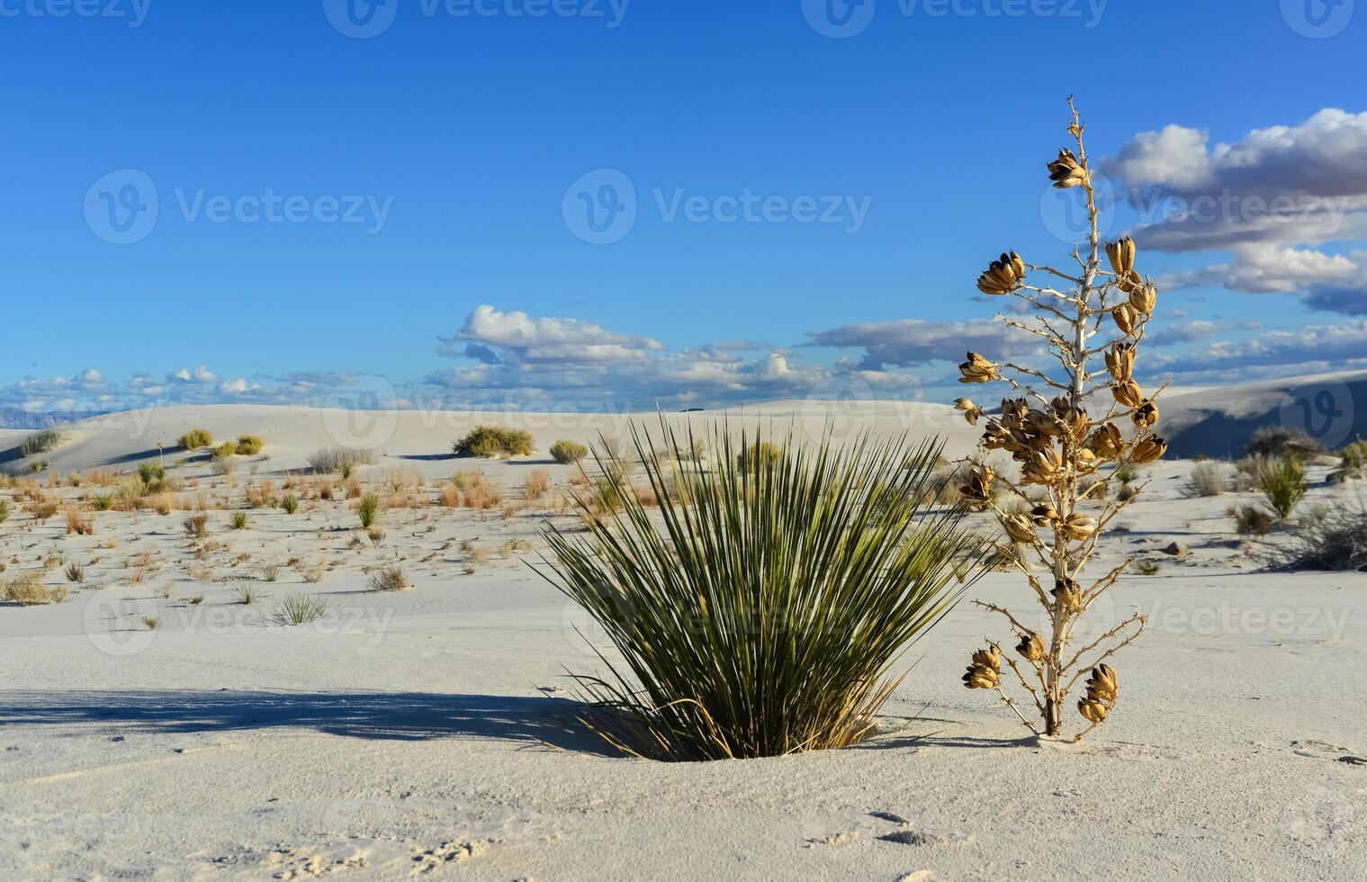 Yucca plants growing in White Sands National Monument, New Mexico, USA photo