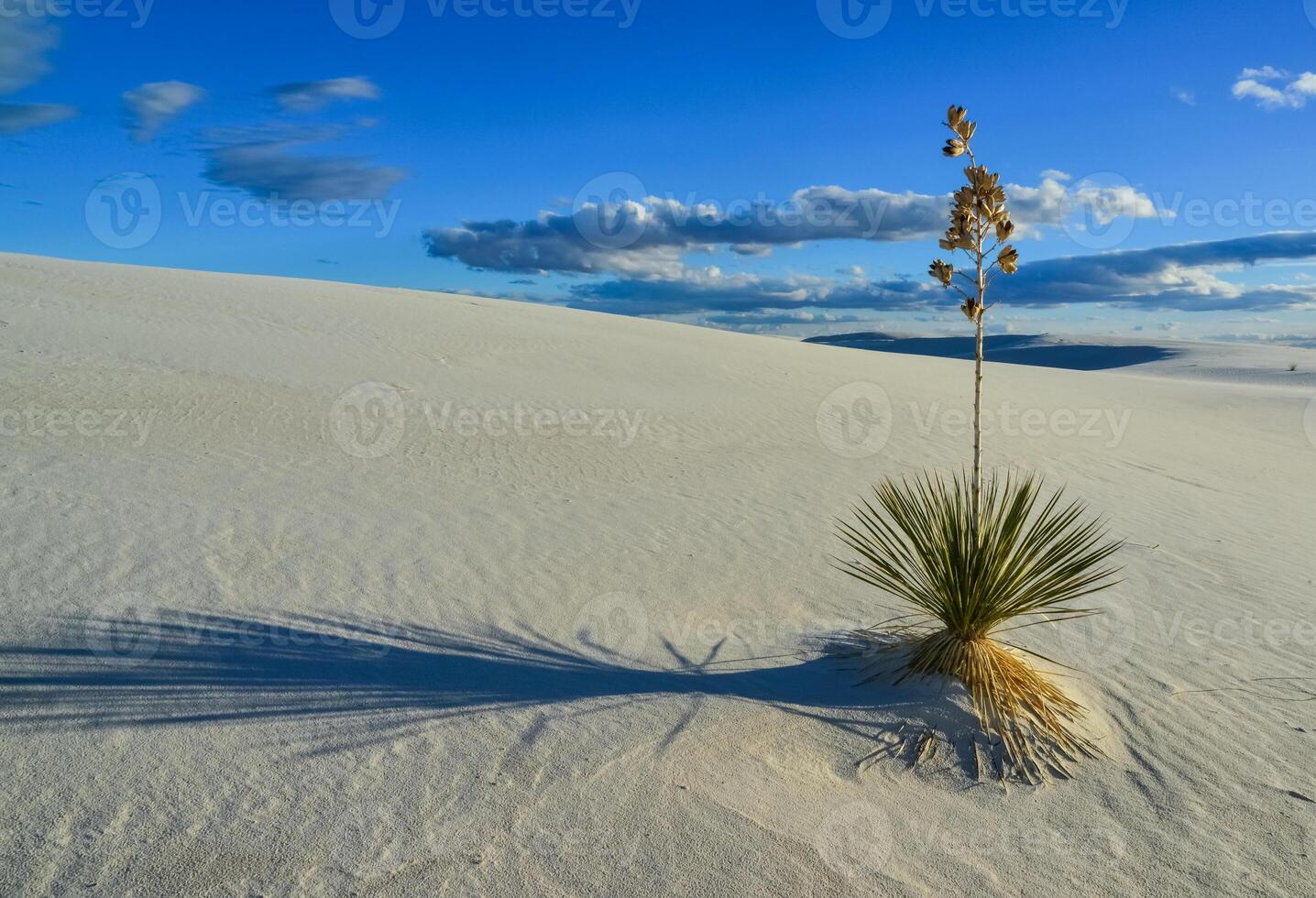 Yucca plants growing in White Sands National Monument, New Mexico, USA photo