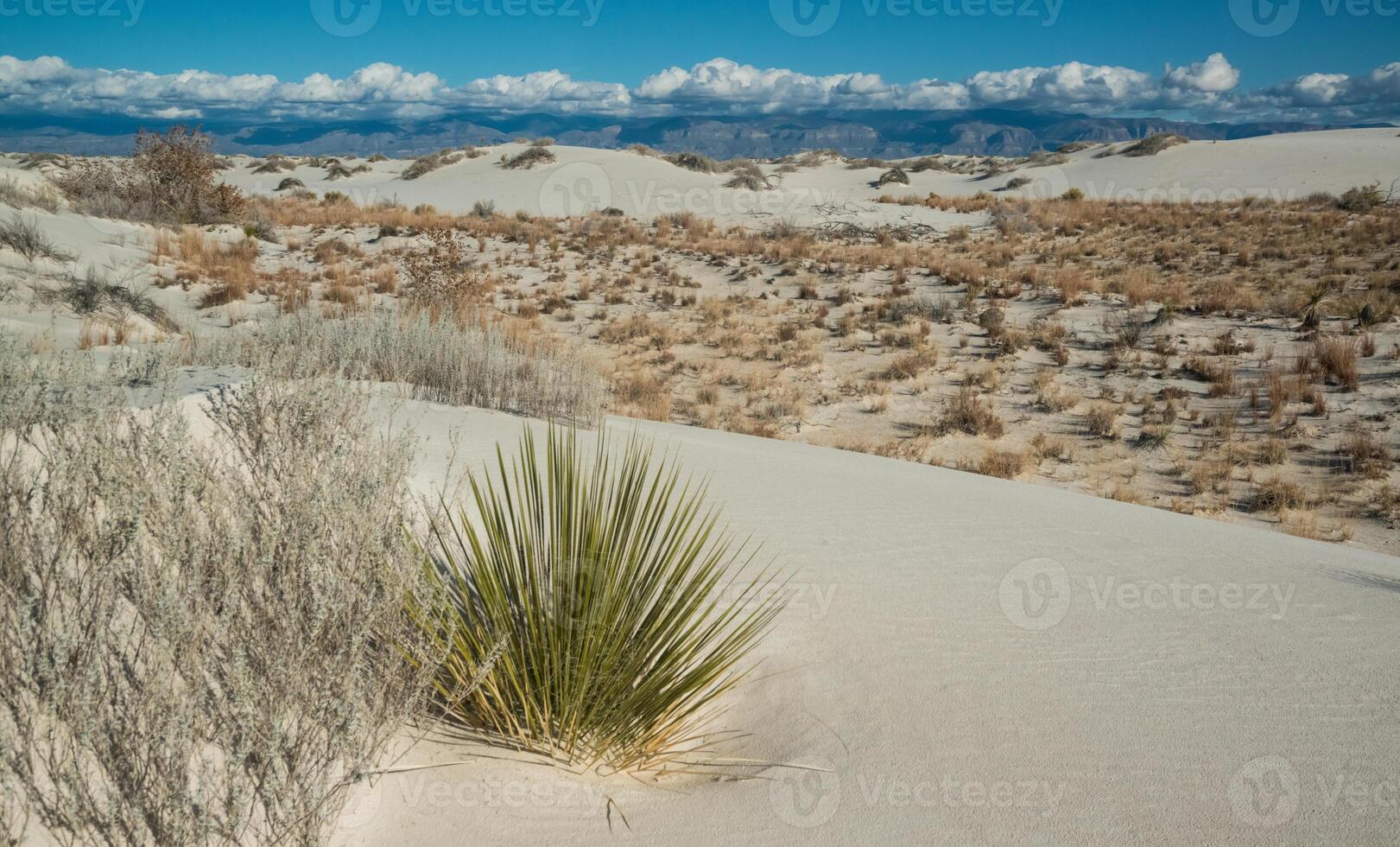 Drought-resistant desert plants and Yucca plants growing in White Sands National Monument, New Mexico, USA photo