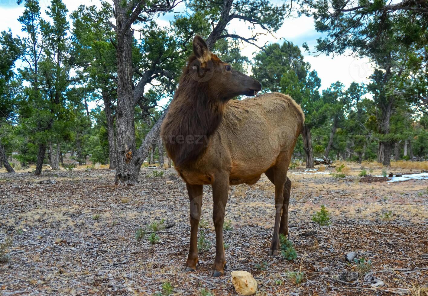 Hornless big deer eats dry grass in the Grand Canyon area, Arizona USA photo
