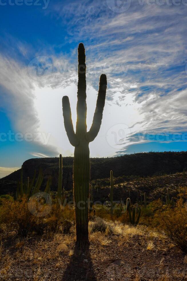 Giant cactus Saguaro cactus Carnegiea gigantea against the blue sky and clouds, Arizona USA photo