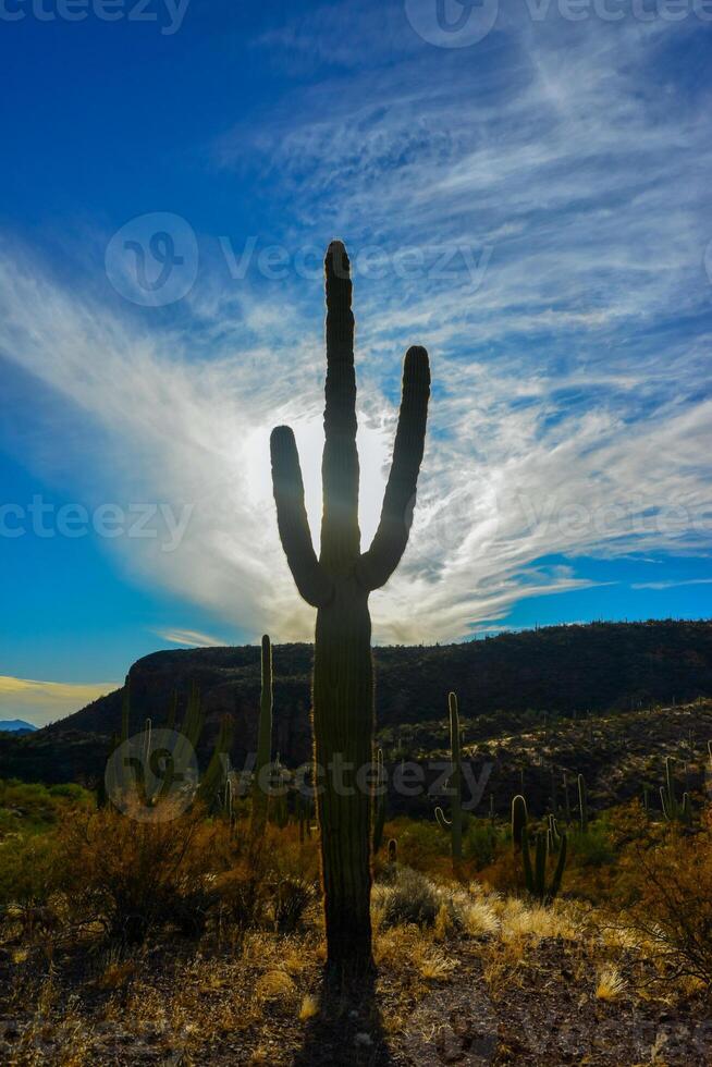 Giant cactus Saguaro cactus Carnegiea gigantea against the blue sky and clouds, Arizona USA photo