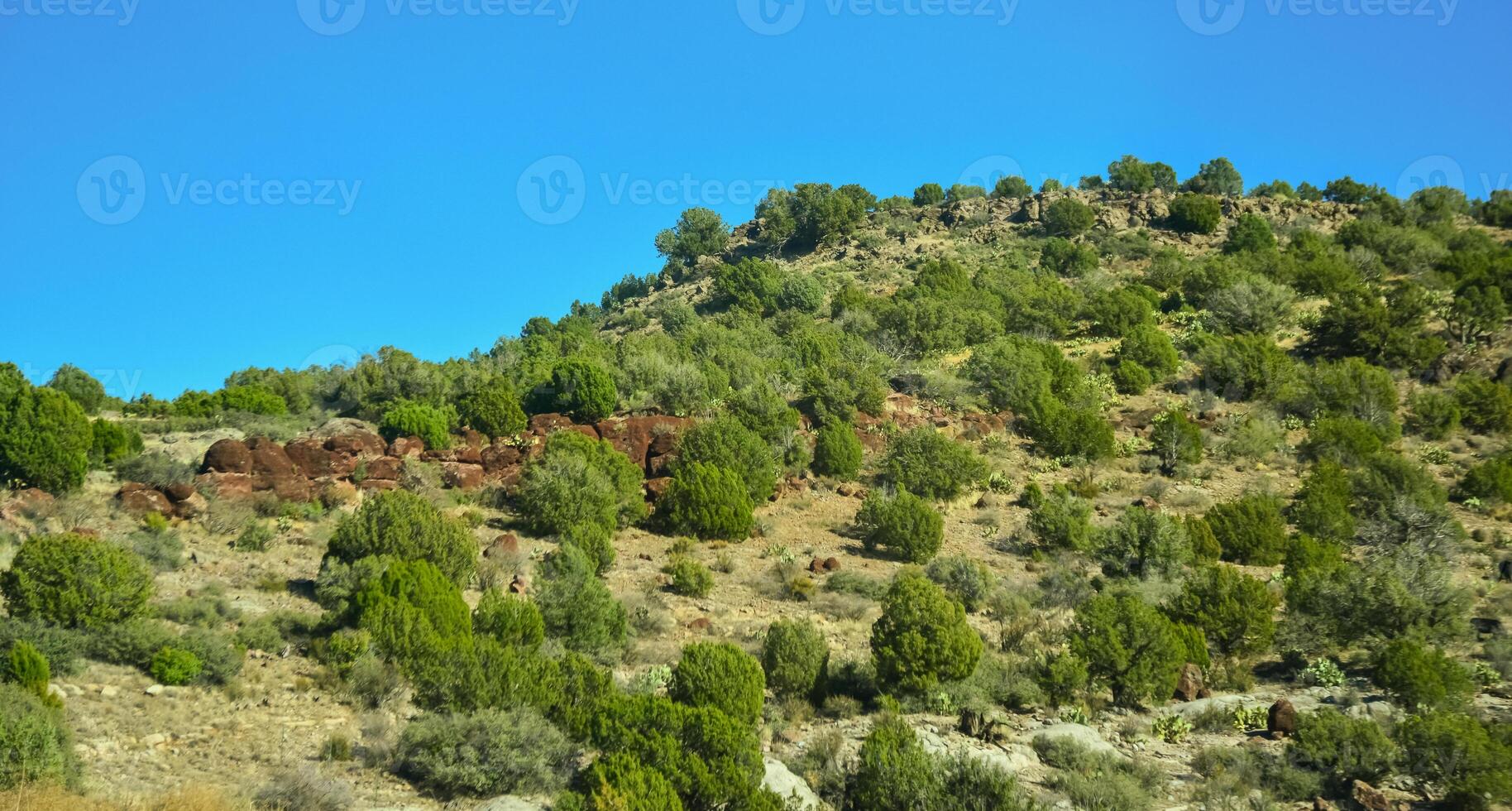 Hills in the foothills overgrown with coniferous forest in winter in Arizona photo